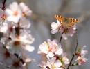 The Beauty of Kashmir in Spring