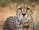 Namibian cheetah dies of kidney ailment in Kuno park