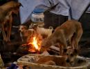 Treating stray dogs with cruelty not acceptable: HC