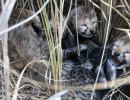 Cheetah from Namibia gives birth to 4 cubs in Kuno