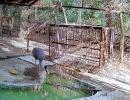 Akhilesh visits UP zoo with sarus' friend Arif, but...