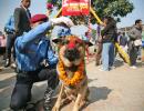 It's Dogs Day Afternoon In Japan, Nepal