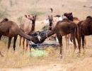 Welcome To The Largest Camel Fair!