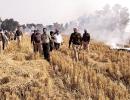 Farmers labelled villain in stubble burning issue: SC