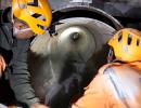 Tunnel rescue: 15m to go, but no progress since Thu