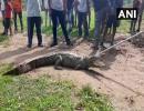 Crocodiles on Vadodara streets as Vishwamitri swells