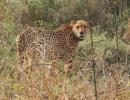 Cheetahs set to roam free in Kuno after a year