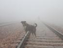 Dense fog persists over north India, rail traffic hit