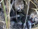 Namibian cheetah 'Jwala' gives birth to 3 cubs in Kuno