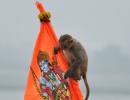 'Hanuman ji himself...': Monkey enters Ram temple