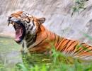 Tiger Deaths Decline By 29 Percent