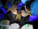 A Breakthrough In Nipah Virus Research