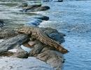 K'taka: Mom throws son into crocodile-infested river