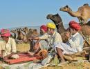 Ready For The Pushkar Camel Fair?