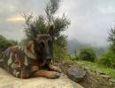 Army sniffer dog Phantom killed in Jammu encounter