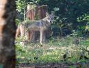 Child killed as wolf attacks continue in UP's Bahraich