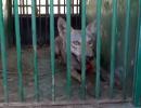 Op Bhediya: 5th man-eater wolf captured in UP, 1 left