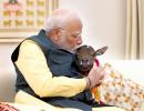 Meet Modi's new family member, 'Deepjyoti'