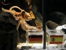 Octopus predicts German defeat in World Cup semis against Spain