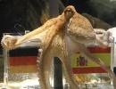 Angry Germans demand killing of octopus Paul