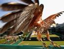 Rufus the hawk clears Wimbledon