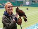 Avian star 'Rufus' patrols the skies during Wimbledon