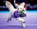 PIX: Fetch! Adorable canines play 'ball dogs' at London tennis event