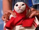 Russia's psychic cat picks home team for World Cup opener