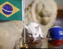 Feline fortune-teller backs Brazil to beat Costa Rica