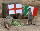 Mystic meerkats predict England will win Euro final