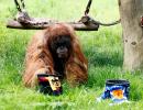 EURO: Oracle orangutan backs Germany to win opener