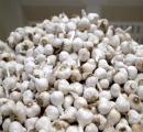 Who Eats The Most Garlic? These 7 Countries! India?