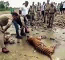 Tiger found dead in MP reserve, toll rises to 10 since Jan 1