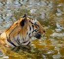 Elusive Majesty: The Glorious Tiger