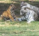 A Tigress And Her Tiny Titans