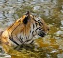 Elusive Majesty: The Glorious Tiger