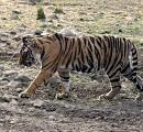 I Spotted A Tiger!