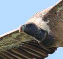 The Man Who Captures Vultures On Camera