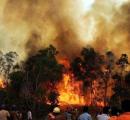 Odisha Man Arrested for Arson in Similipal Wildlife Sanctuary