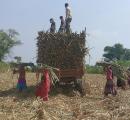 Woman Found Dead In Sugarcane Field In Meerut