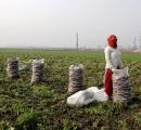 India's GDP grows 7.8% in Q1; highest in five quarters