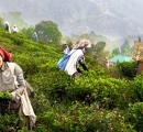 How India Let Sri Lanka Steal Its Tea Crown