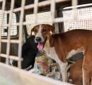'These Are Not 'Strays' But Community Dogs'