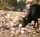 Halwa, puris behind death of 20 cows in Haryana?