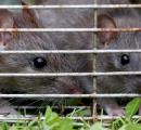Indore horror: Rats bite 2 newborn babies at hospital