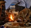 SC takes suo motu cognisance of stray dog bites after child's death