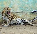Woman Killed in Leopard Attack Near Bijnor, India