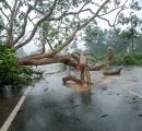 Tree fall kills woman pillion rider in Bengaluru