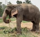 Maha steps up efforts to bring back elephant Mahadevi from Guj after stir