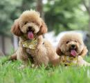 Toy Poodles at Hyderabad airport to relieve travel anxiety